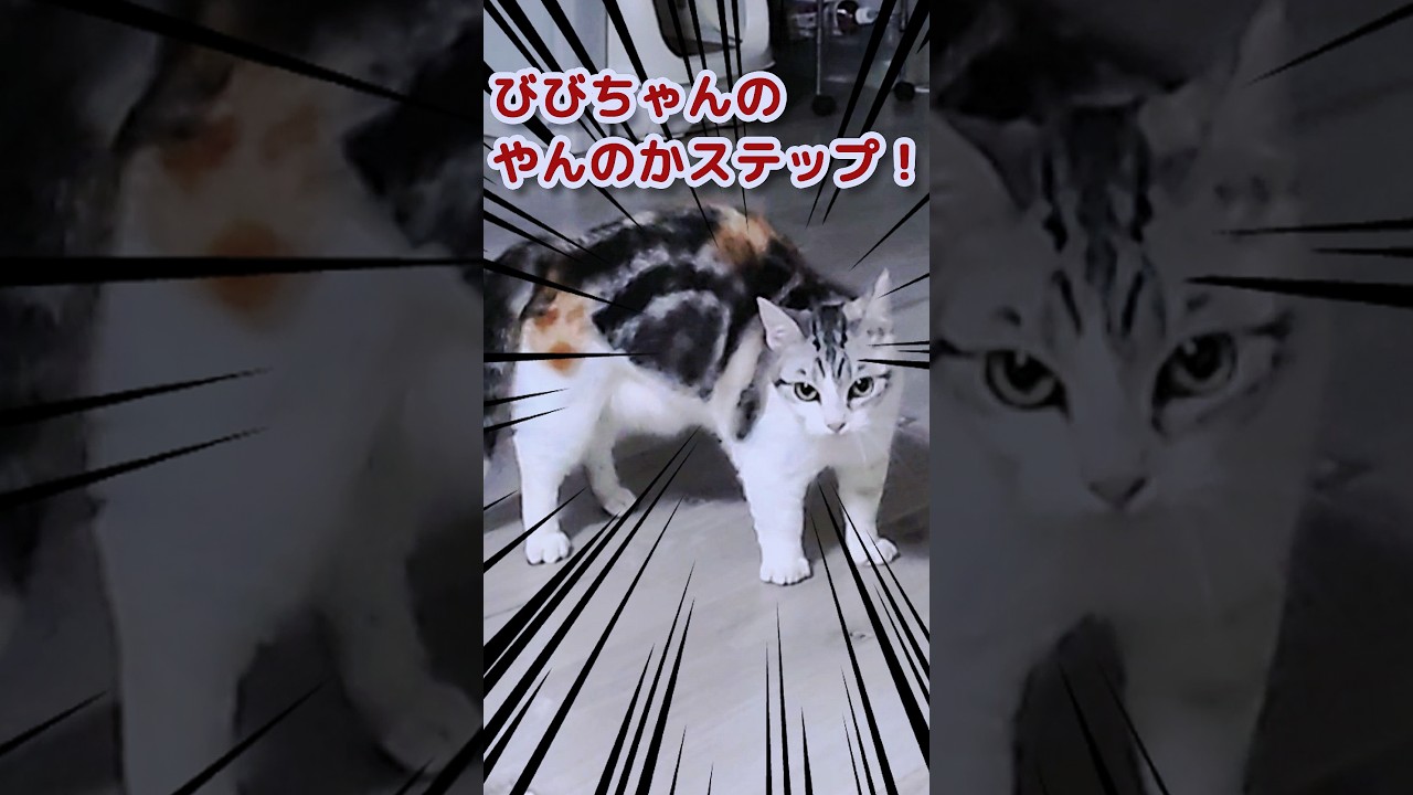 びびちゃんの激レアやんのかステップが見れました！#cat #マンチカン #猫動画 #やんのかステップ  #猫
