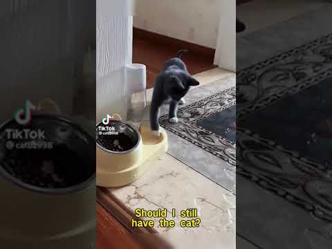 naughty cat