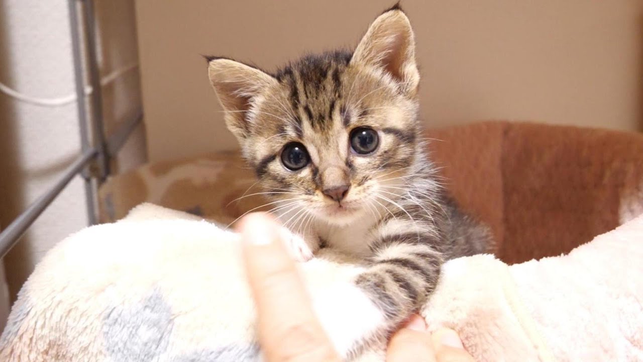 ママの抱っこ待ちする子猫をまとめて抱っこする【赤ちゃん猫　保護猫】