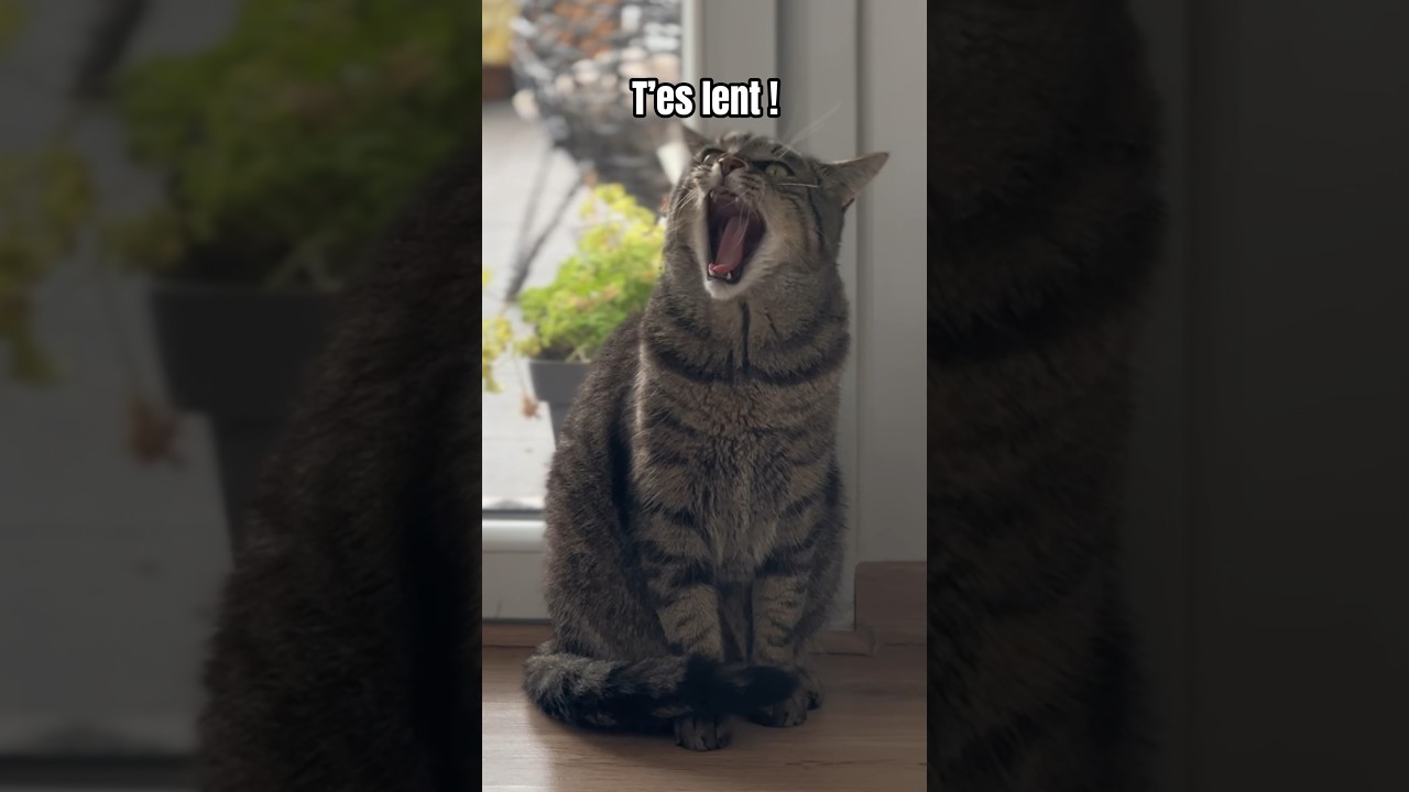 Vous pensez qu’il mérite que je lui ouvre ? 😝