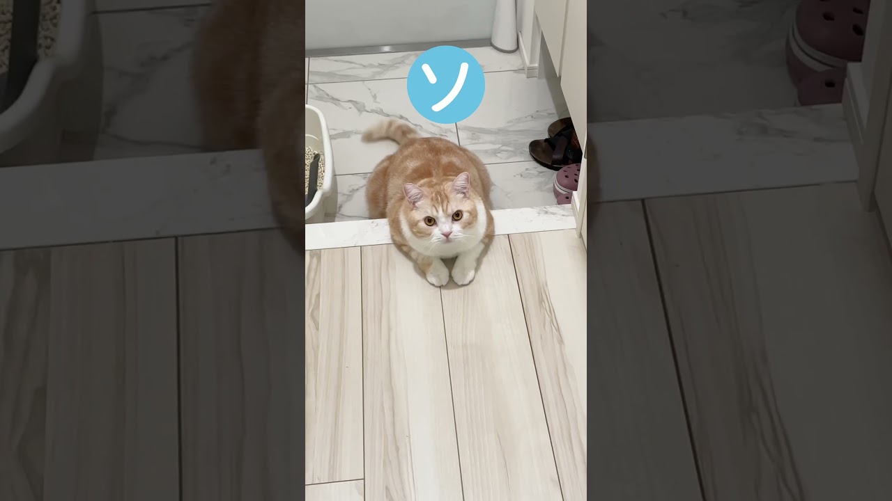 #猫 #ねこ #ブリティッシュショートヘア #スコティッシュフォールド #可愛い猫 #猫動画