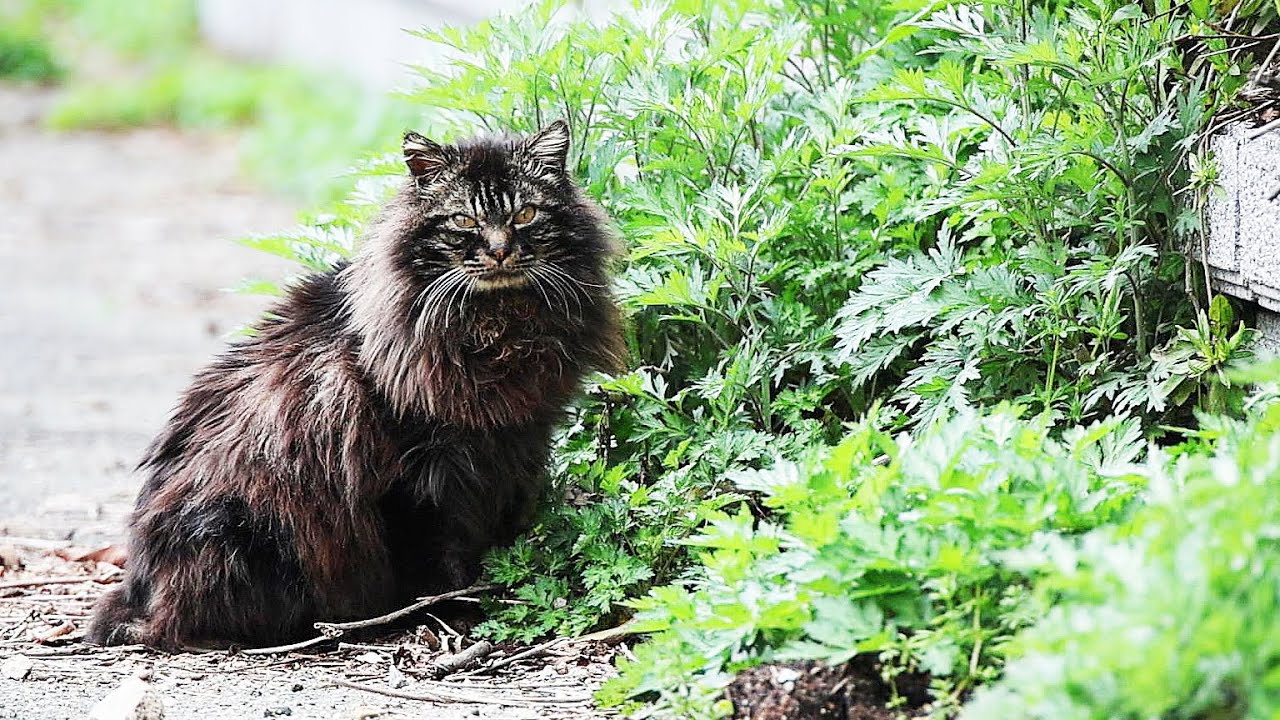捨てられたのか？初めてみかけたブランド猫？の野良猫にごはんをあげたら警戒しながら夢中で食べた