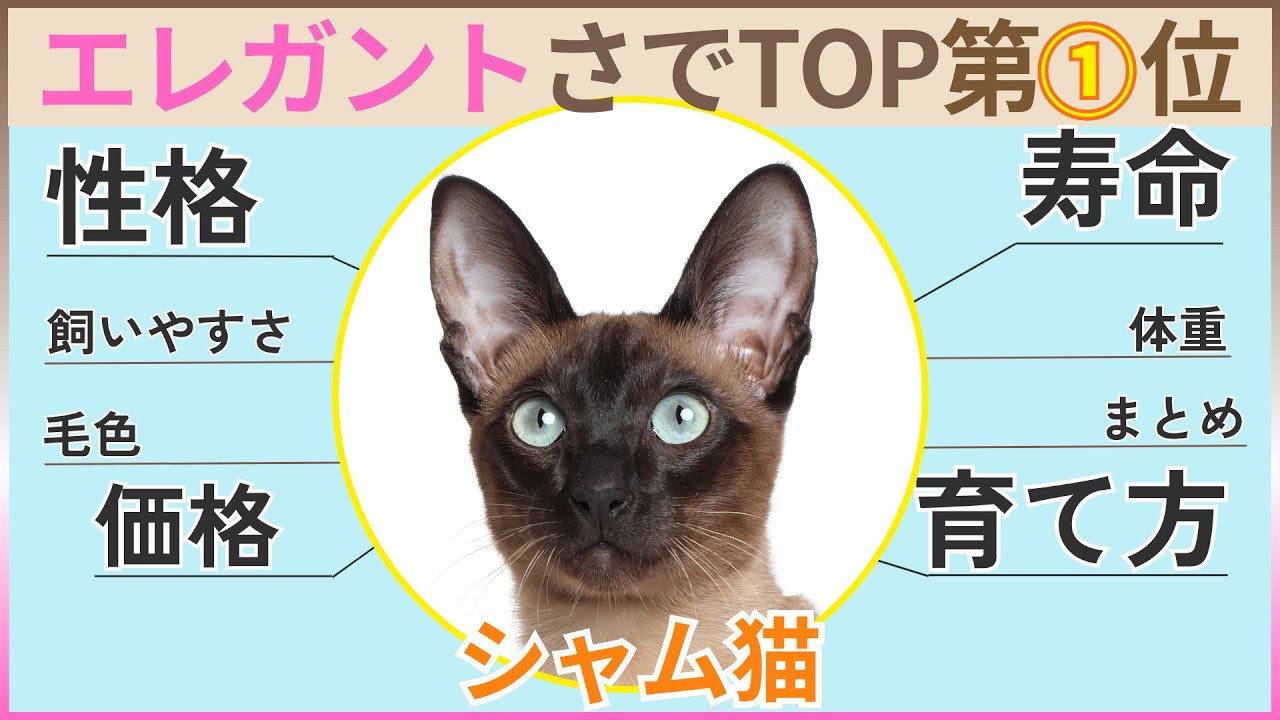 【エレガント】シャム猫の性格・飼いやすさ・価格相場・育て方・寿命・体重・毛色まとめ