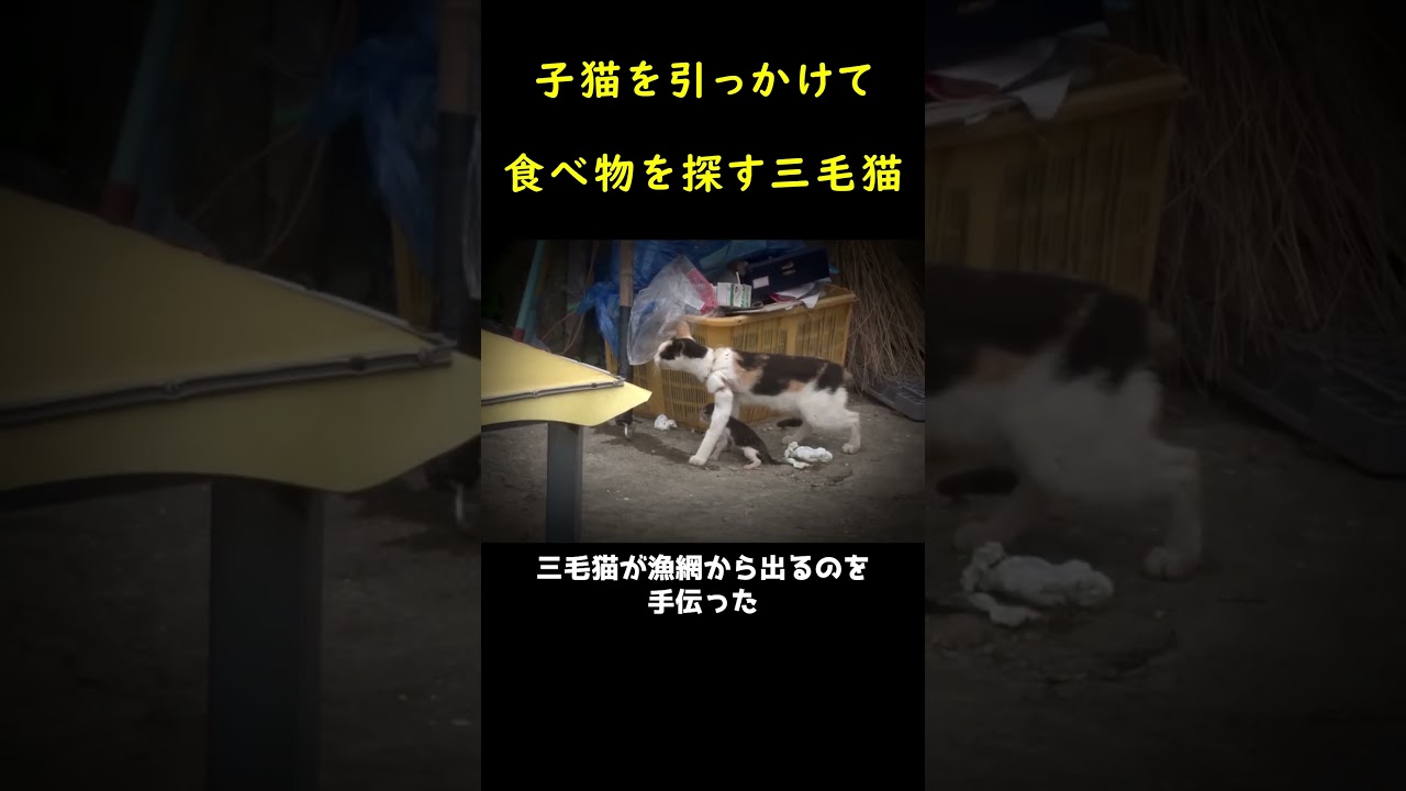 子猫と一緒に漁網にかかった母猫！🐈