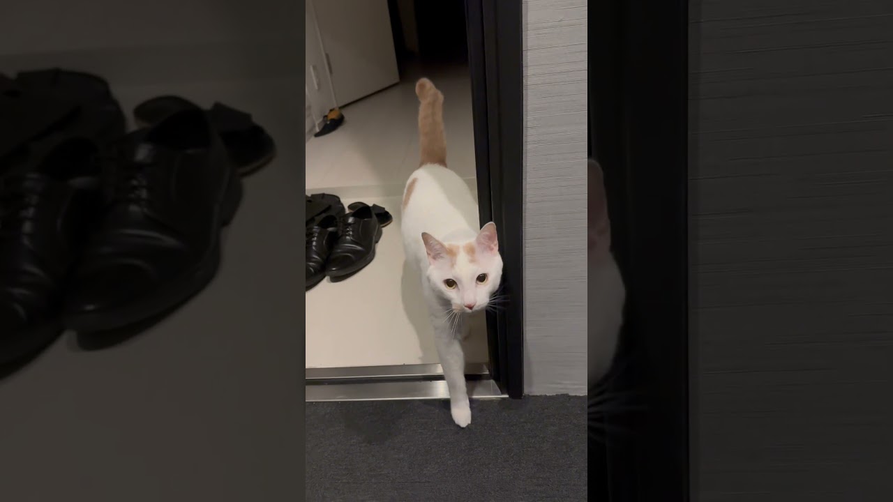 今日のご飯はなにかなー？？？？ #cat #ねこねこ #cats #保護猫 #にゃん #猫のいる暮らし #catlover #ねこ