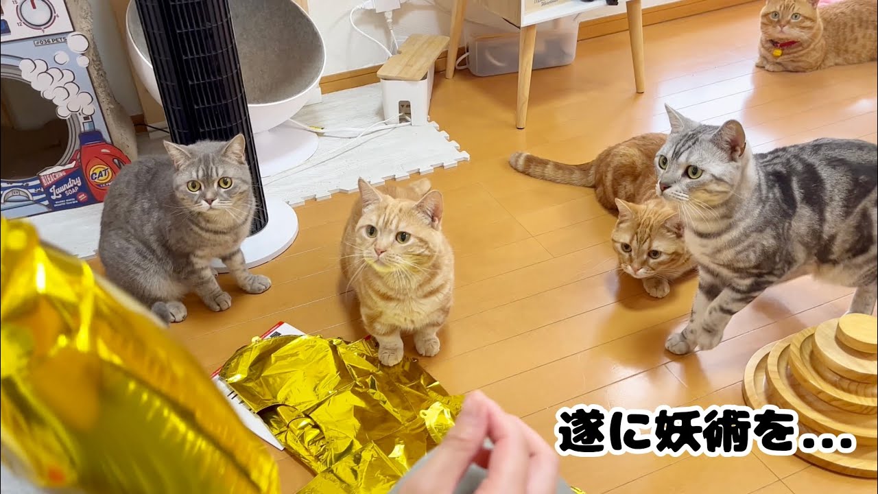 誕生日の裏側お見せします。 #猫 #マンチカン