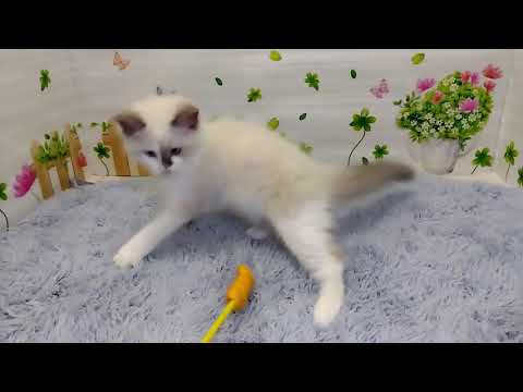 Coo&RIKU　No00669970 ラグドール