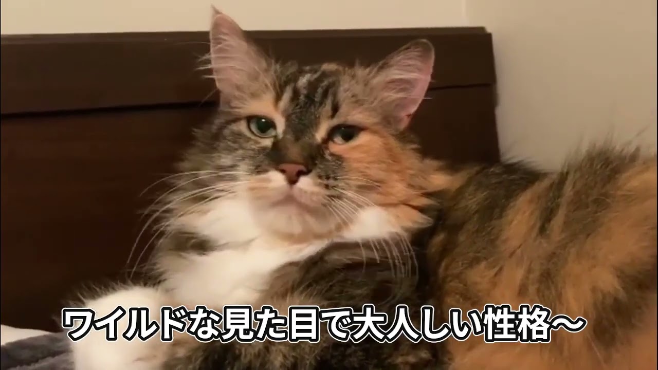 【アメリカンボブテイル】短い尻尾が優勢遺伝子猫ちゃん！アメリカンボブテイル、かわいいシーン集【猫】