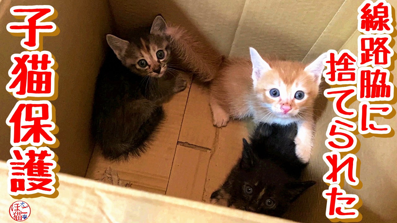 【子猫 保護　お名前募集】線路わきに段ボールに入れて捨てられていた子猫３匹保護しました