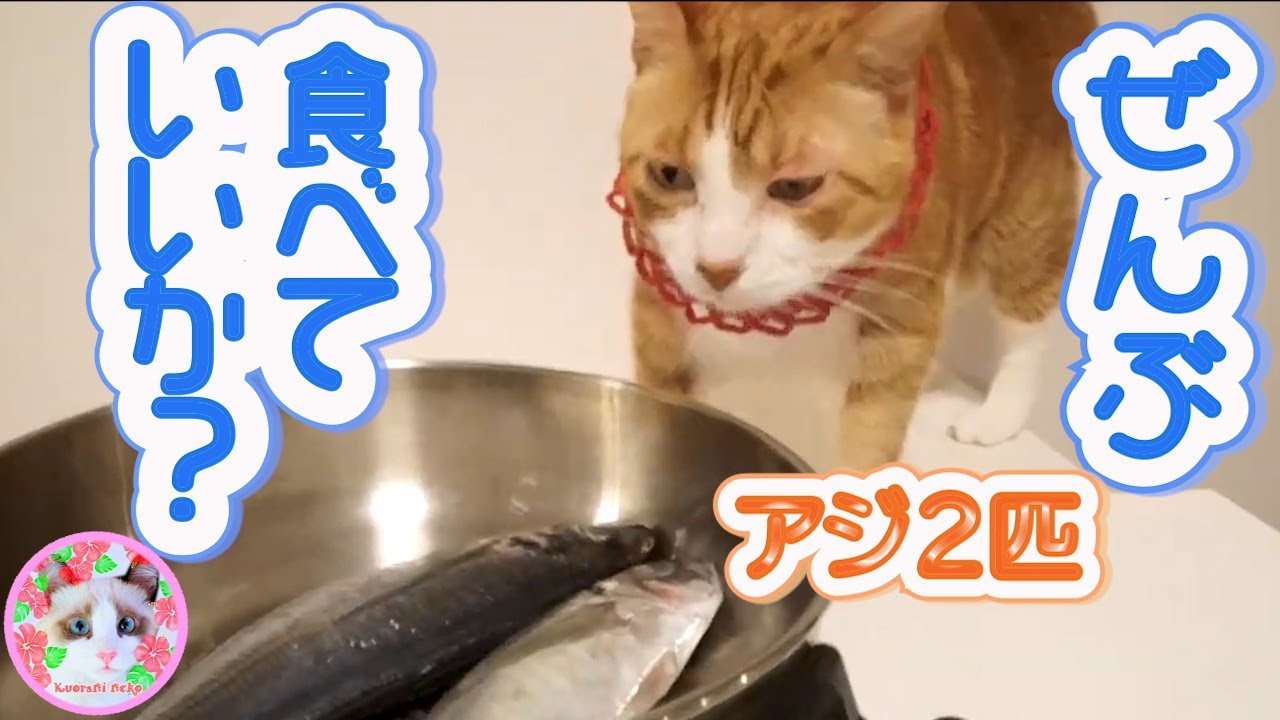 お腹が減った飼い猫に生魚を見せた場合こうなります Raw fish for cat