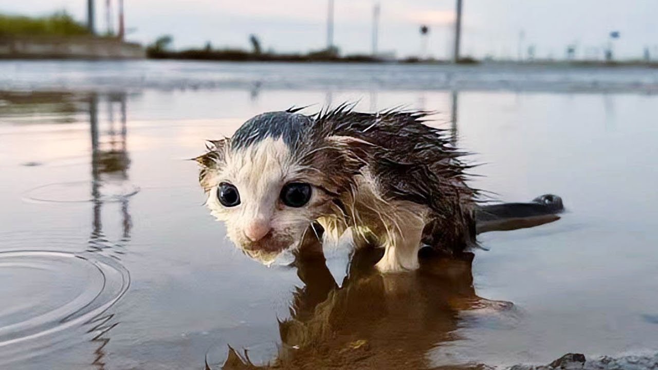 凍てつく水たまりをさまよう一匹の子猫。荒れ狂う嵐の中に震え、泣きながら母親を探す姿に心を痛めた【感動】