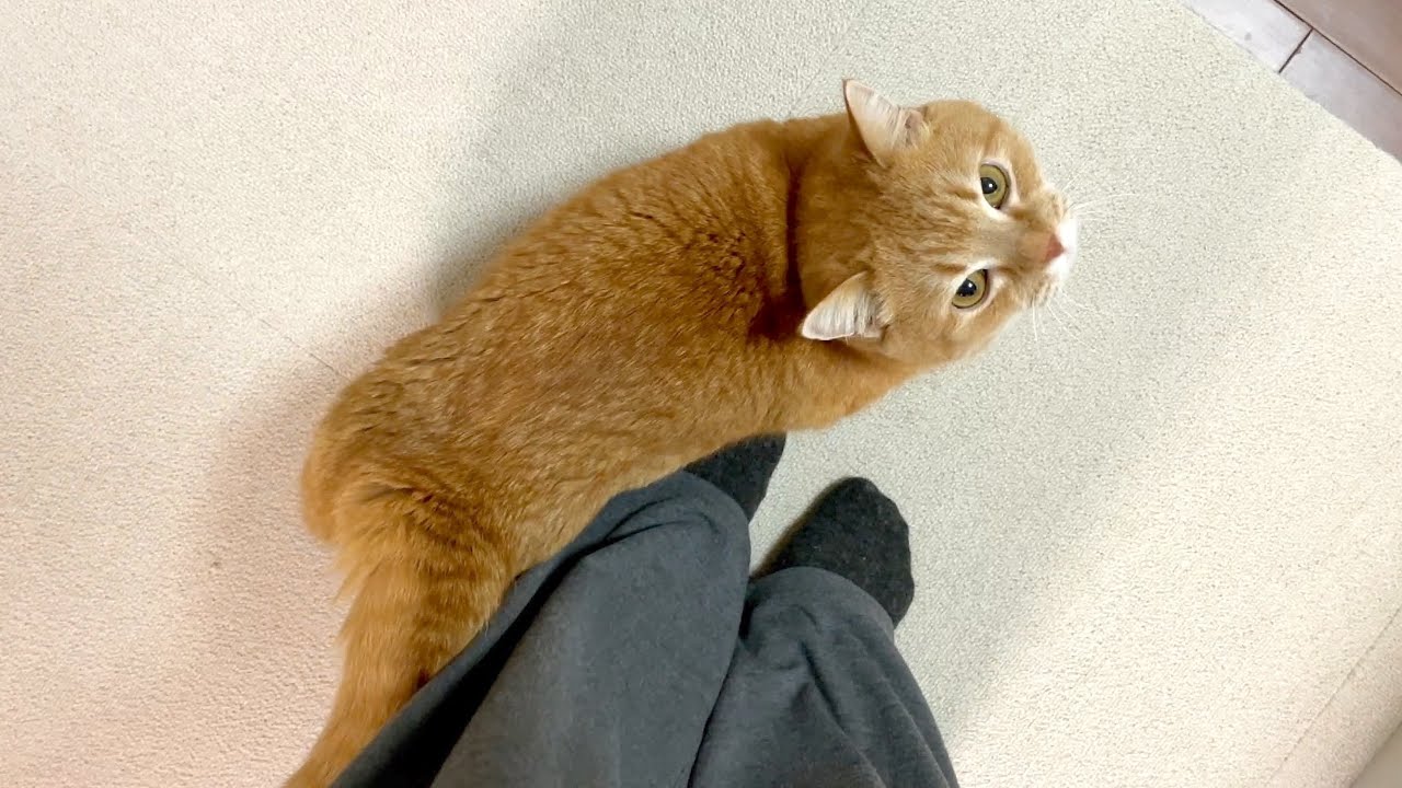 どこまでも足にまとわり付いてくるストーカー猫が可愛すぎるw