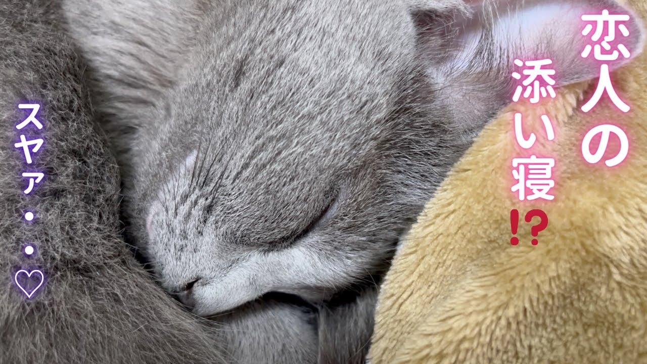 【猫ロシアンブルー】ラブラブな休日❤️そら＆パパ〜後編〜