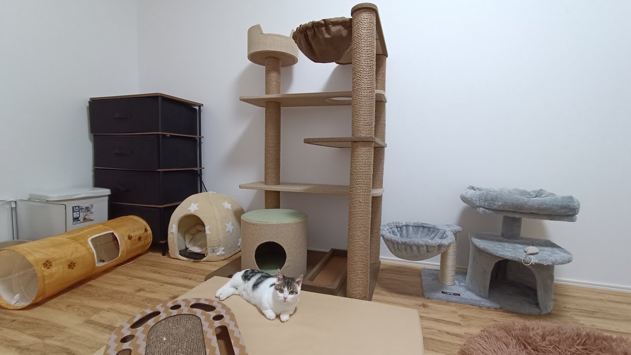 元気いっぱいな子猫にクソデカキャットタワーをプレゼントしてみたら…笑