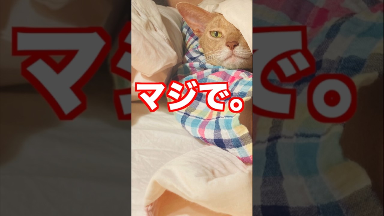 殺人現場！！#猫#いぶりん#アビシニアン#フォーン#cat#abyssinian#fawn#MurderScene#cadaver