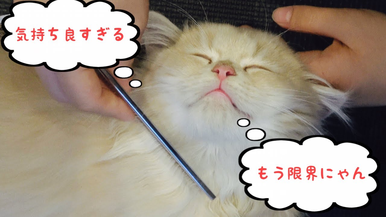 ラガマフィンのラテ君(猫)にブラッシングしてたら気持ち良すぎて寝ちゃいました。