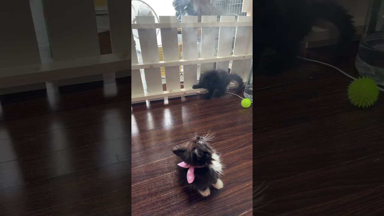 メインクーン 黒多めのブラック＆White 唯一の女の子