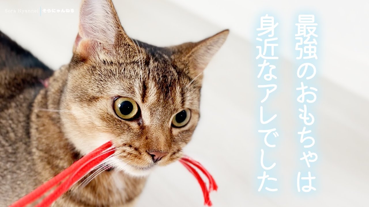 最強のおもちゃは意外なものでした【マンチカン】そらの成長記録