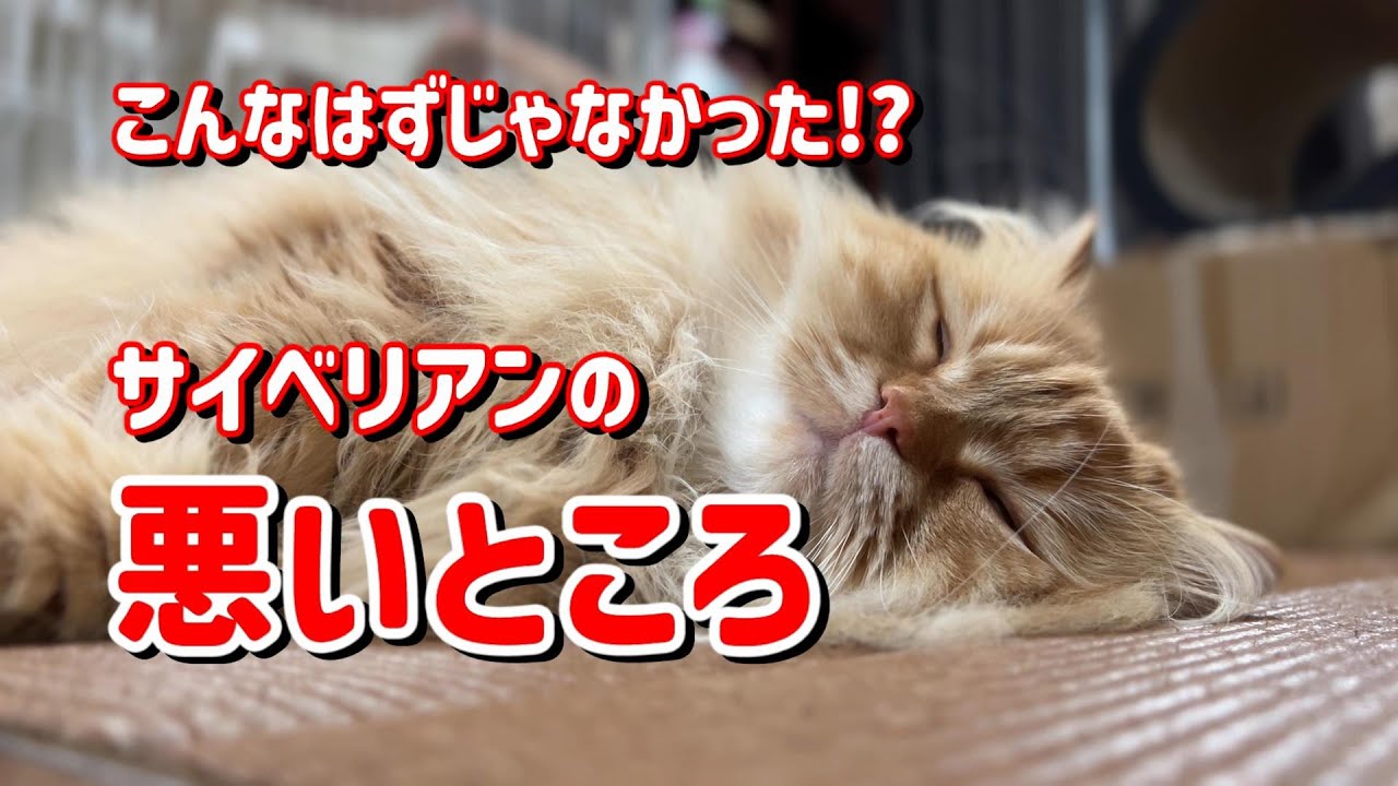 【飼い主が告白】サイベリアンを飼って後悔したところ