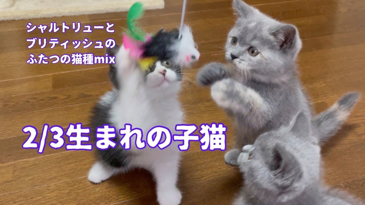 【シャルトリュー】と【ブリティッシュショートヘア】の掛け合わせ