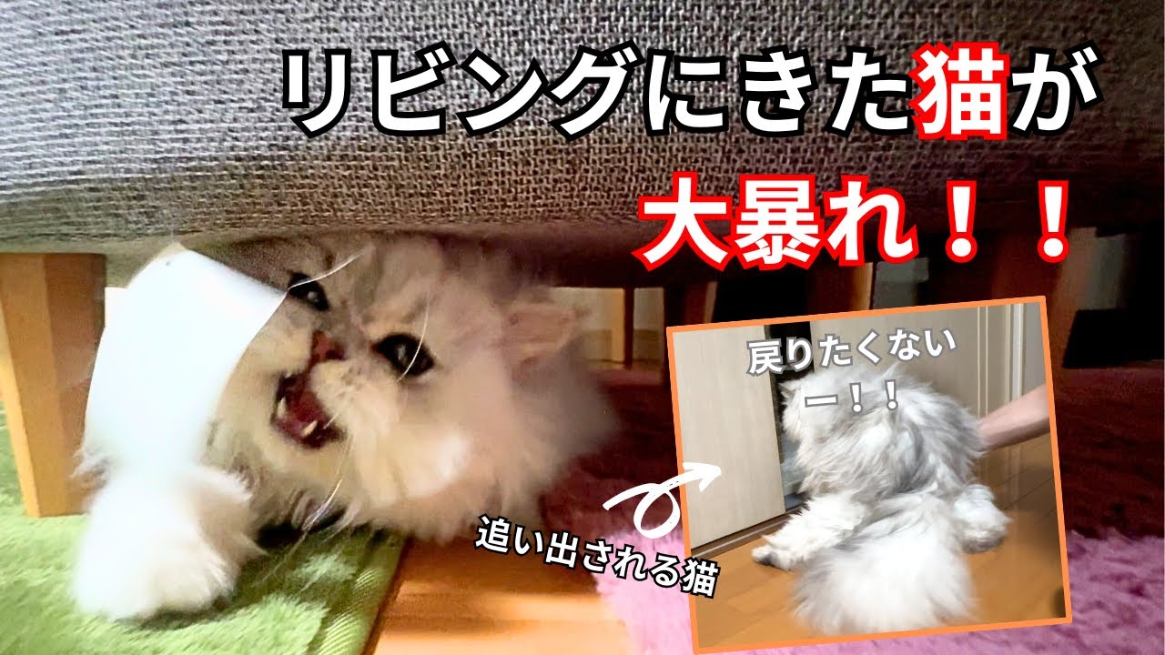 【ペルシャ猫】リビングに来た猫が大暴れ！！