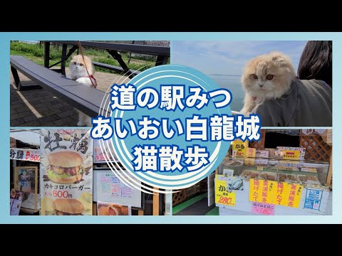 【猫散歩】道の駅みつ・道の駅あいおい白龍城巡り（スコティッシュフォールド）Going out with cats