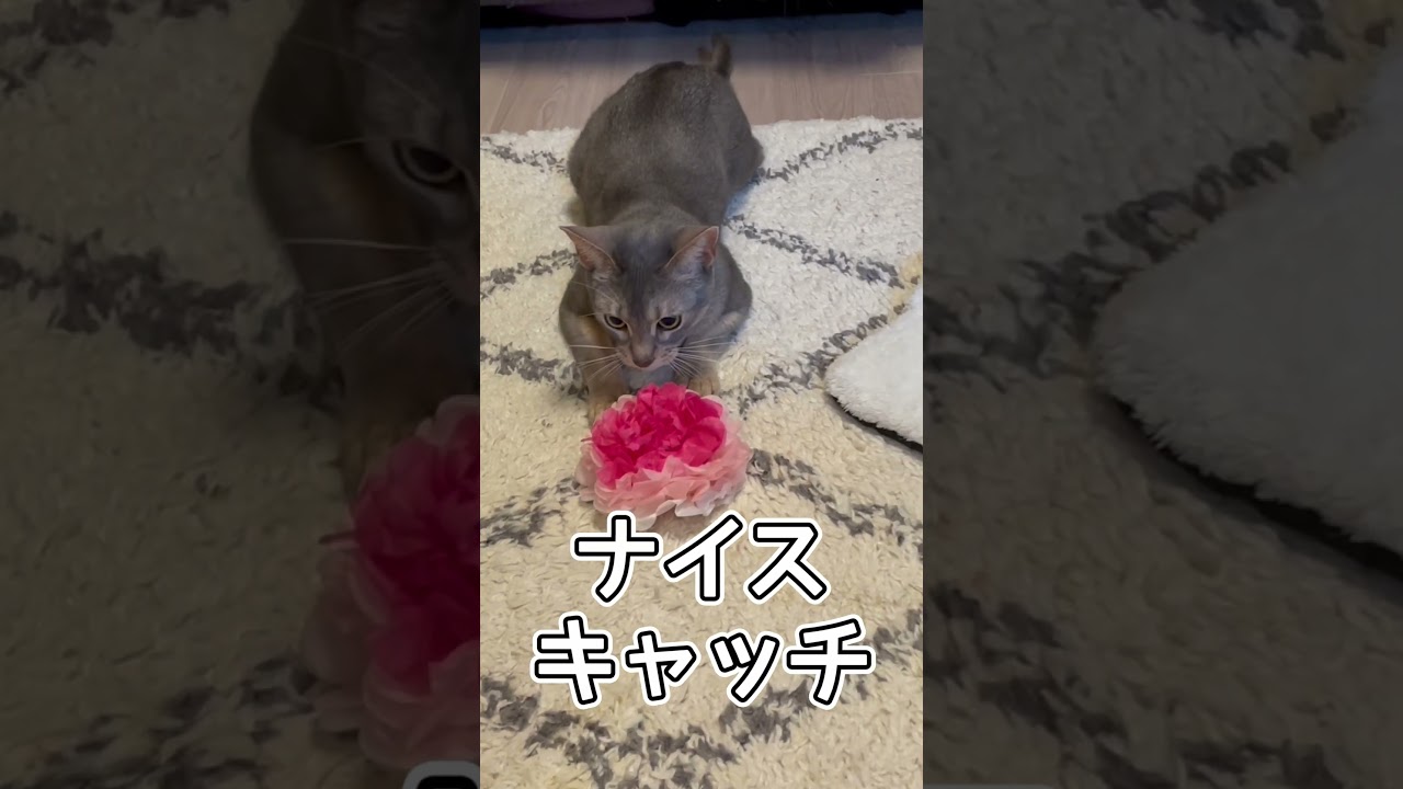 うちの猫さんナイスキャッチ！ #shorts #猫 #アビシニアン