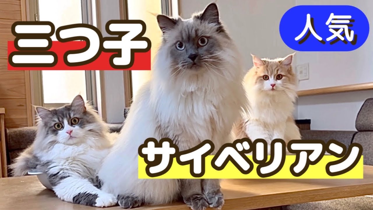 もふもふのサイベリアン　おやつは必ず引っかかれる　痛いけど可愛いのだ