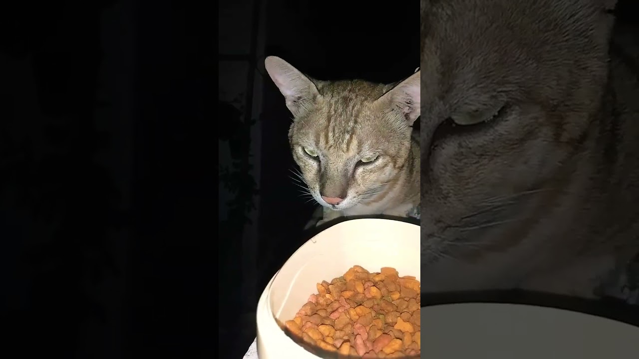 #Three Missing Cats || In A Year #What Did The Cat See || #Siblings ||