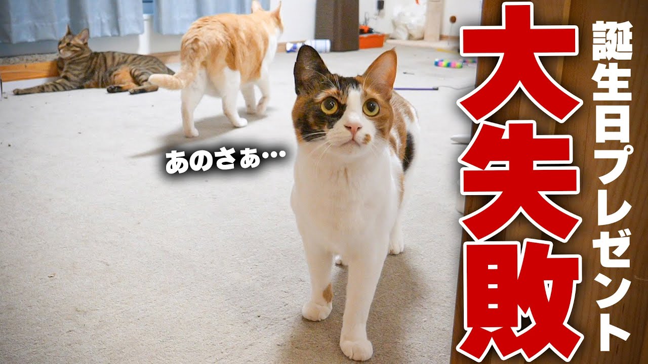 愛猫の3歳の誕生日プレゼント、大失敗しました。