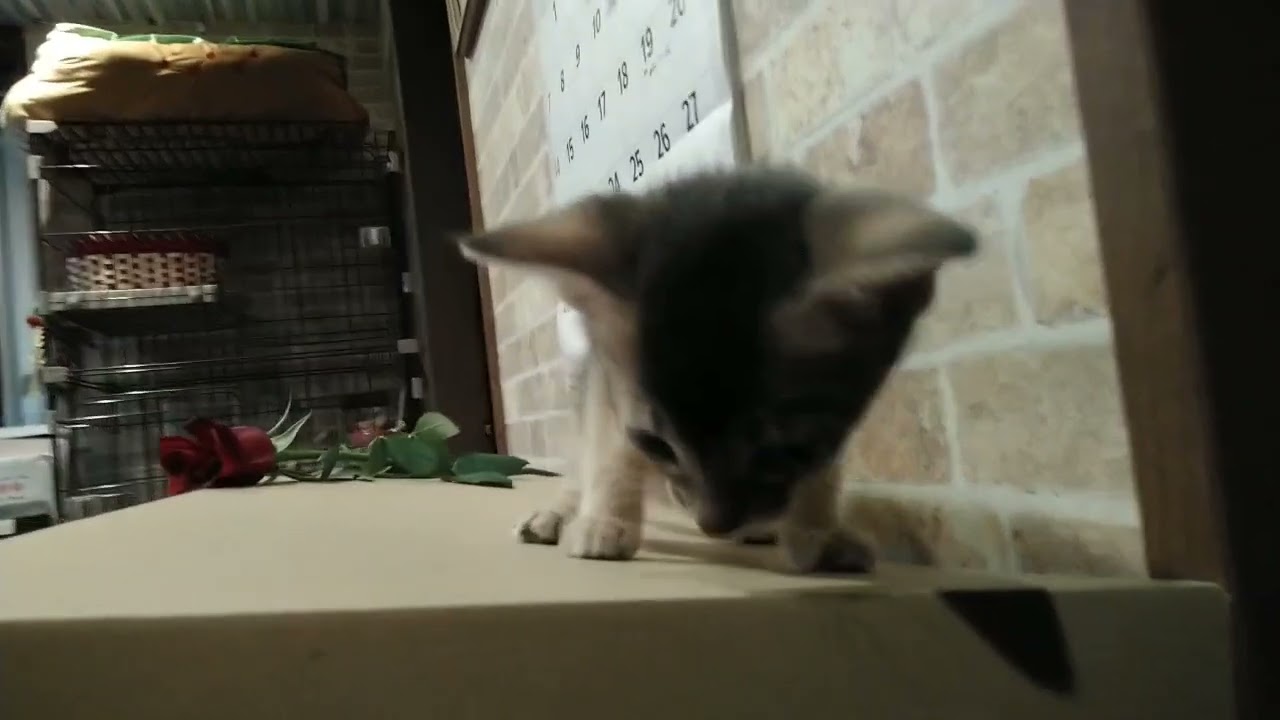 アビシニアン 【ブルーの毛色💕快活で人懐っこい】アビシニアンの女の子💕