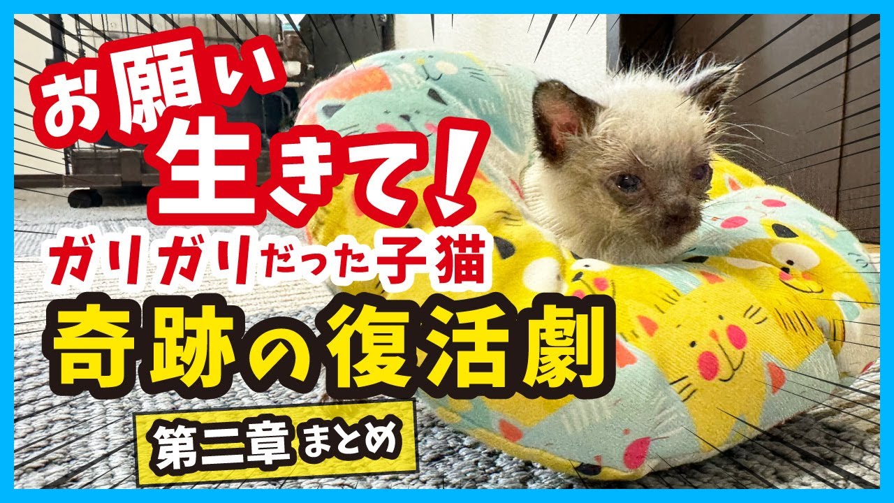 【子猫の執念】必死に生きる！体重150gから、立派に成長した姿をまとめました。第二章まとめ。（冬68）