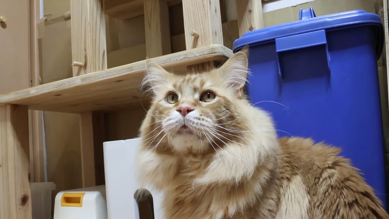 赤毛のメインクーンレッドライダー君