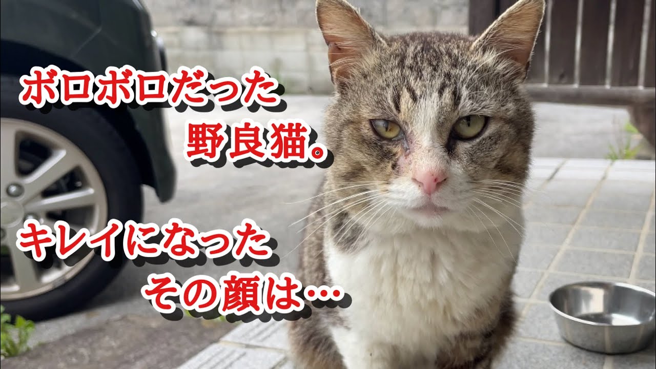 野良猫の正体が判明した！！（かも）。