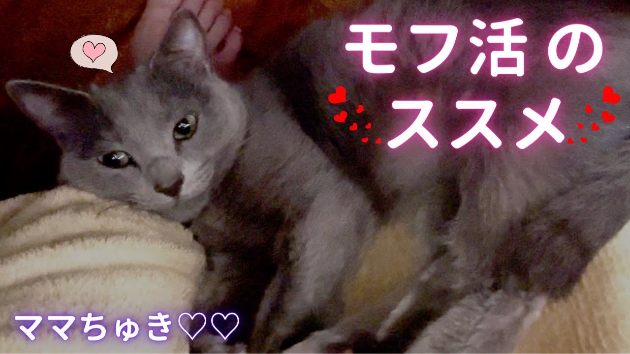 【猫ロシアンブルー】温かいフワフワに触れたいですか？❤️