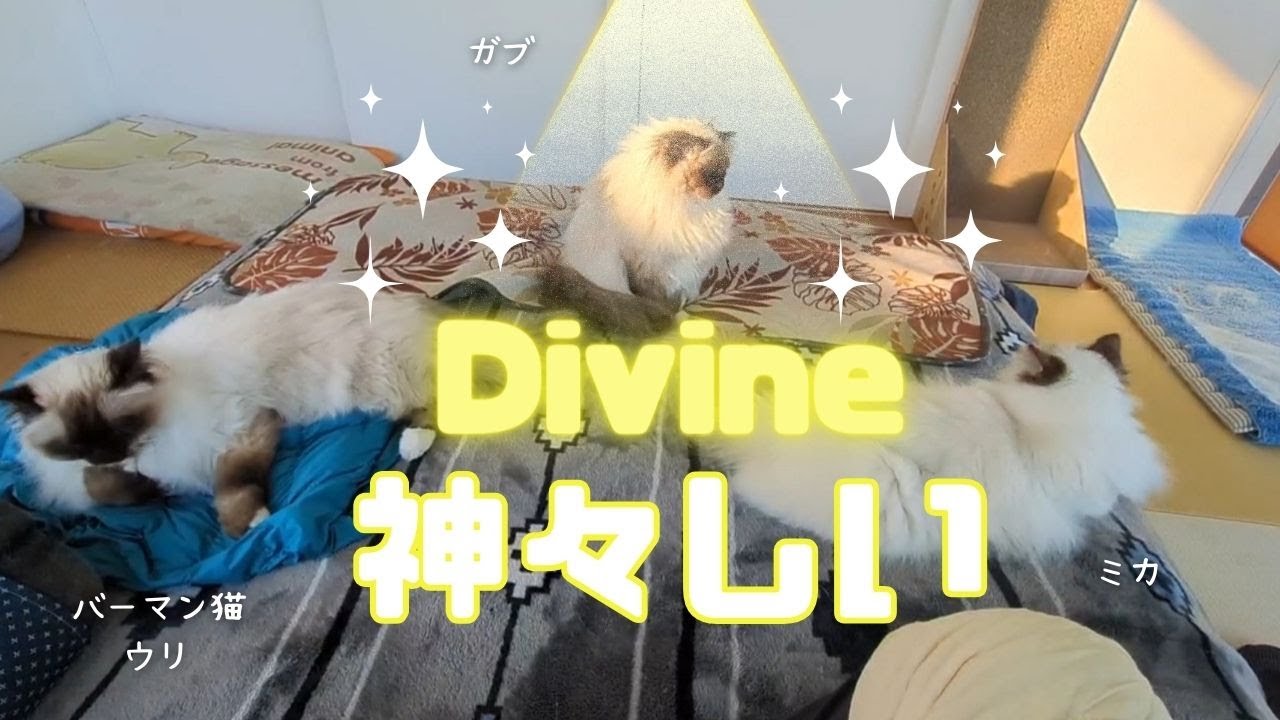バーマン猫ウリとミカとガブ【神々しい】Divine（バーマン猫）Birman/Cat