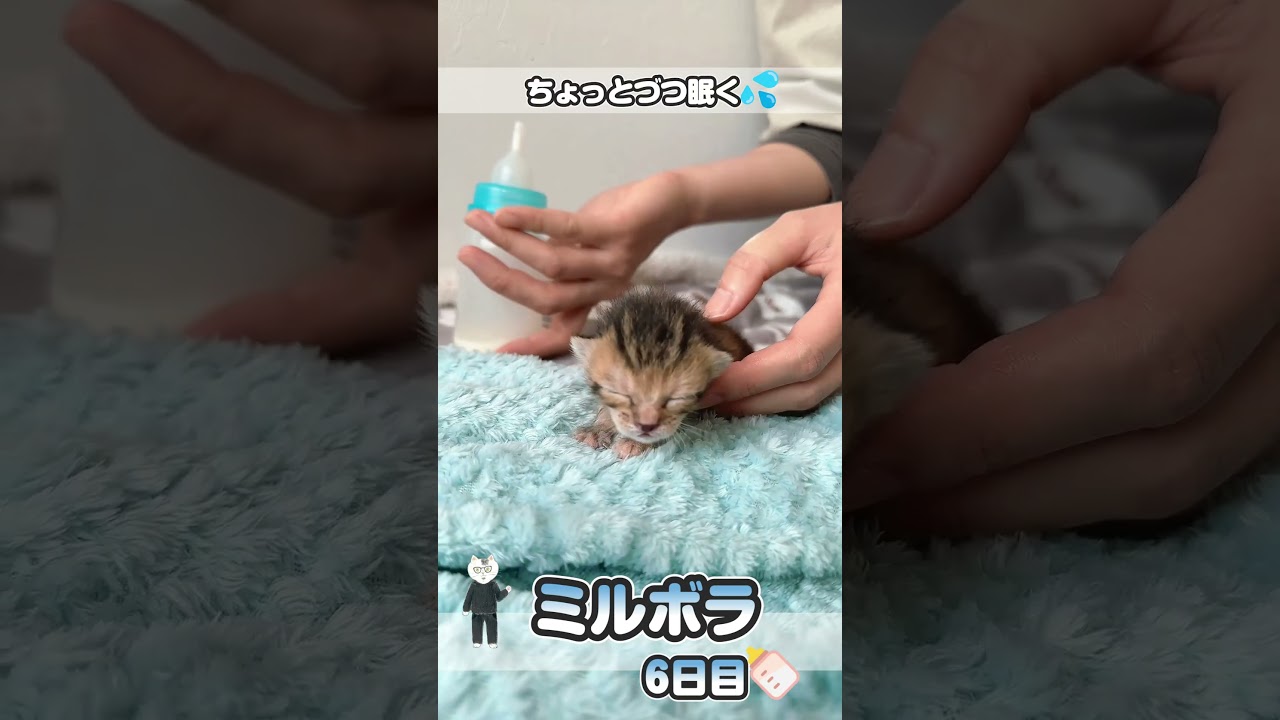 子猫がキバったらウンチが大根のように「すぽーん！」と抜けたよ【保護猫生活6日目】 #kitten #かわいい子猫を毎日紹介しています #子猫のミルボラ #保護猫 #子猫 #猫好きさんと繋がりたい