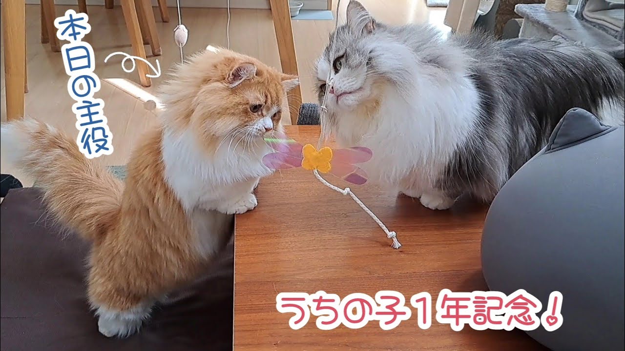 小さかった生後２ヶ月のマンチカンの子猫が家族になって１年が経ちました！