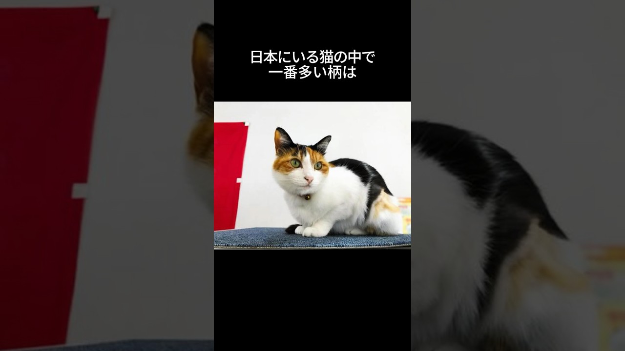 日本にいる猫の中で1番多い柄は…