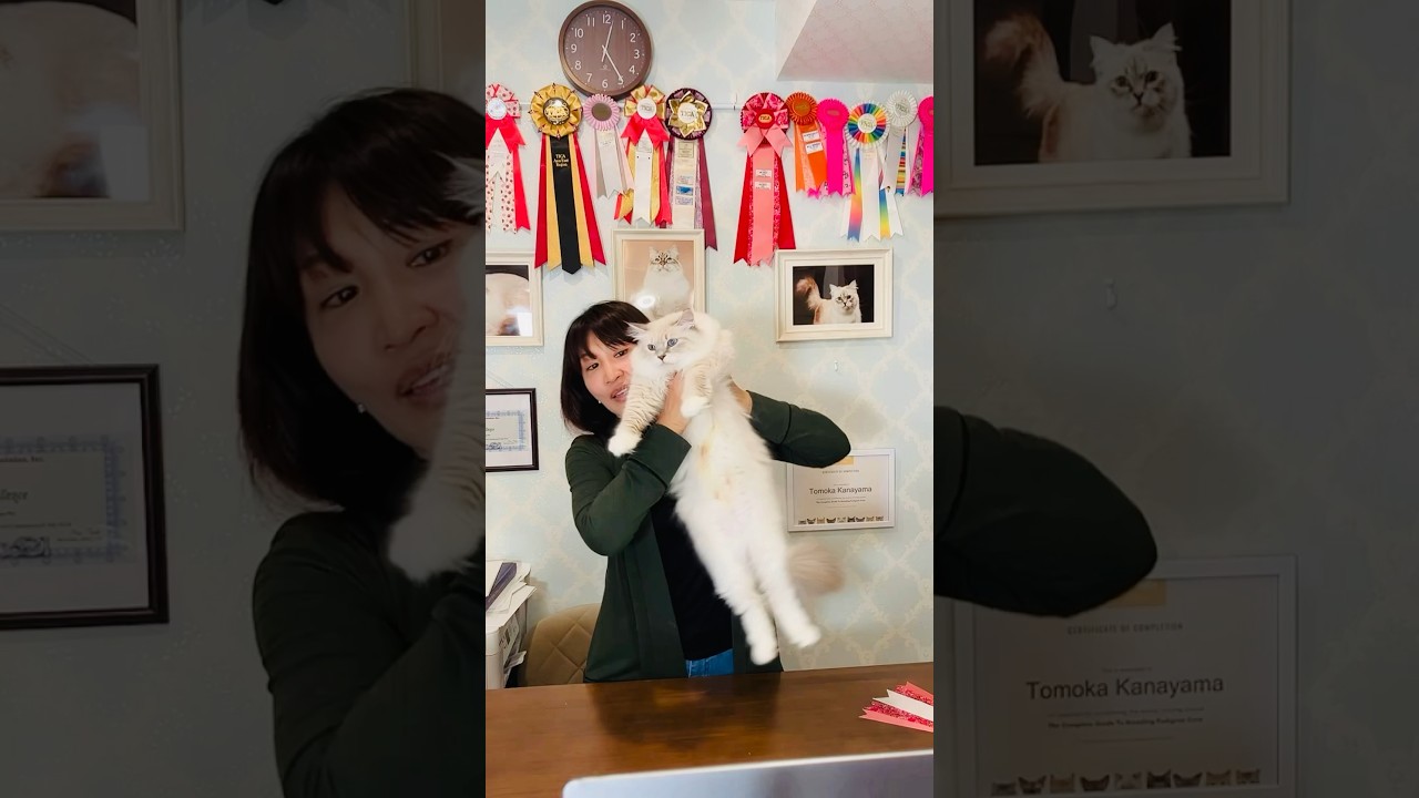 4/19 サイベリアン子猫ご紹介ライブパート2💕美しいネヴァマスカレードの子猫達が出演💕全編はこのアカウントのライブからご覧ください♪ #サイベリアン #子猫 #ペットショップ