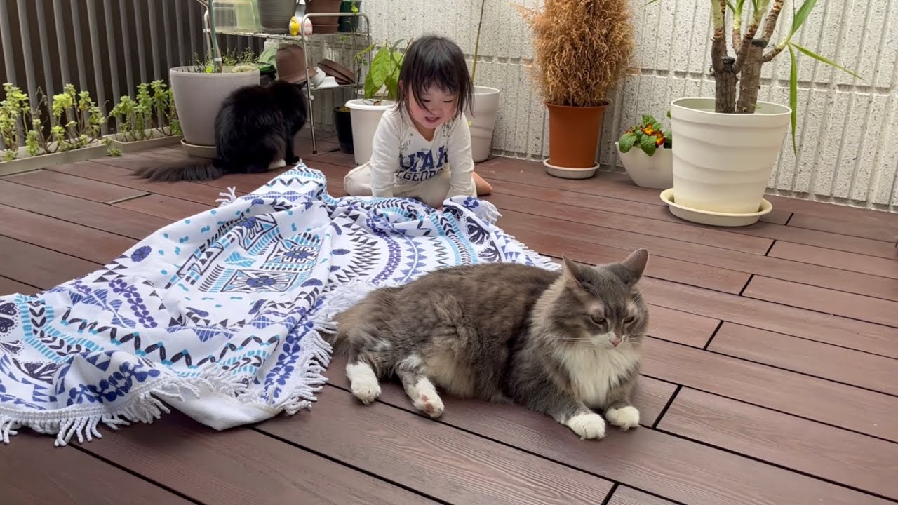 ウッドデッキでの朝食の準備を待つ猫　ノルウェージャンフォレストキャット　Cat waiting for breakfast outside