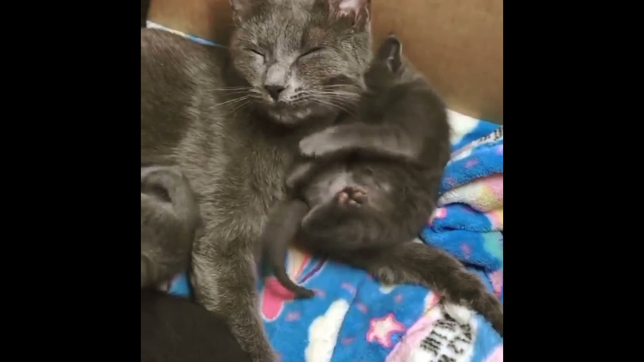 keluarga kucing hitam #shorts #ytshorts #blackcats