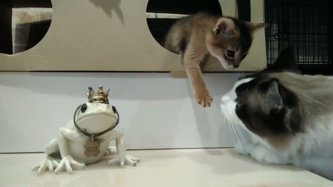 アビシニアン 【快活で人懐っこい】アビシニアンの男の子🏝️