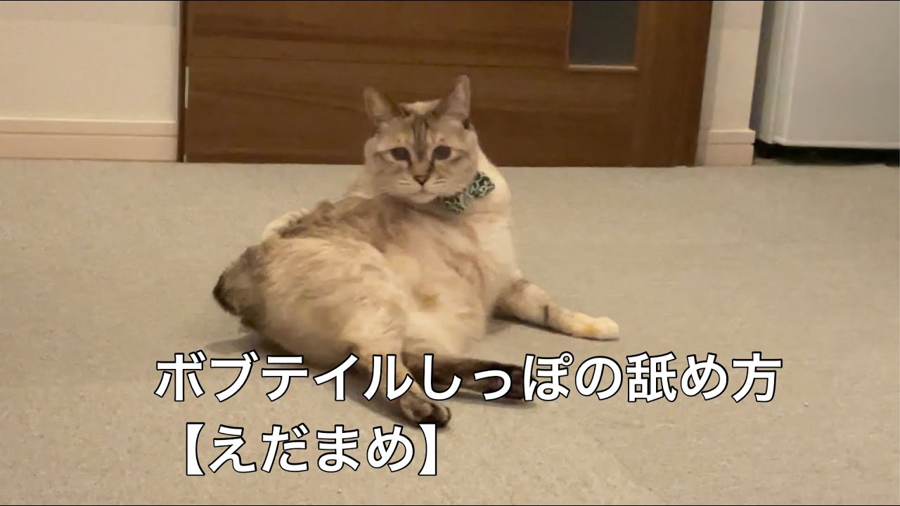 ボブテイル猫しっぽの舐め方【えだまめ】