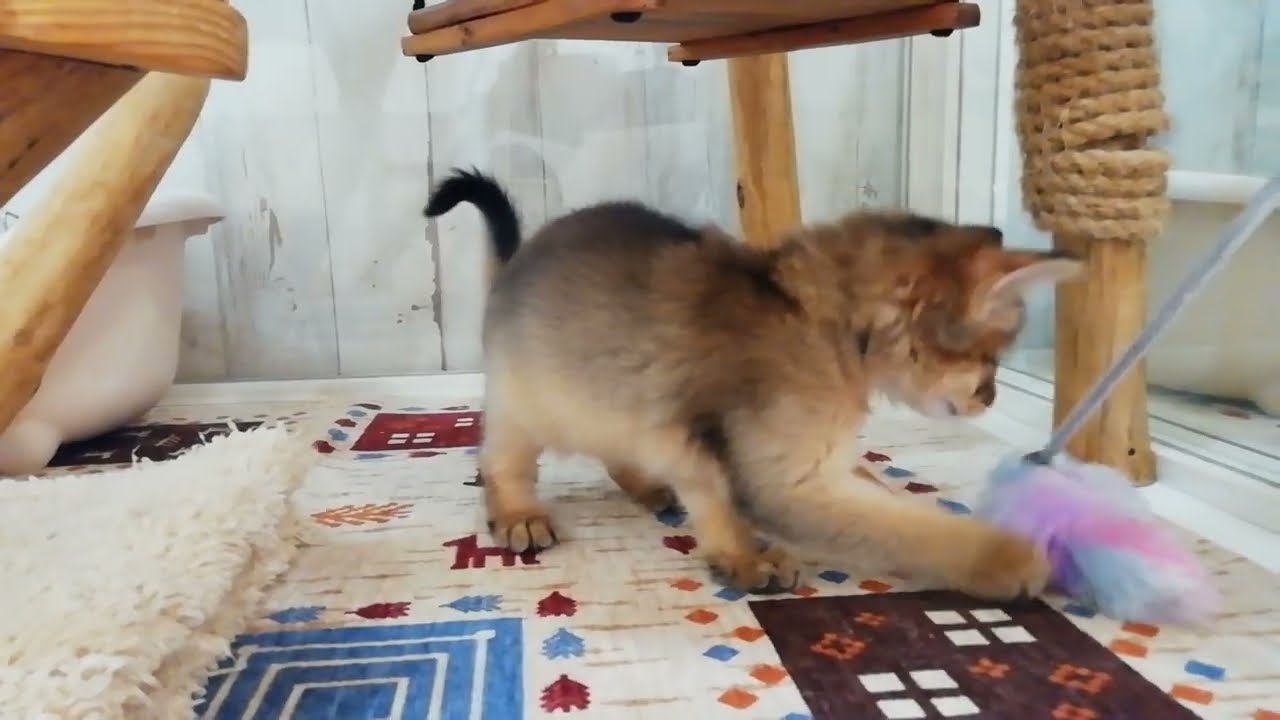 ソマリ　女の子　2024/2/20生まれ