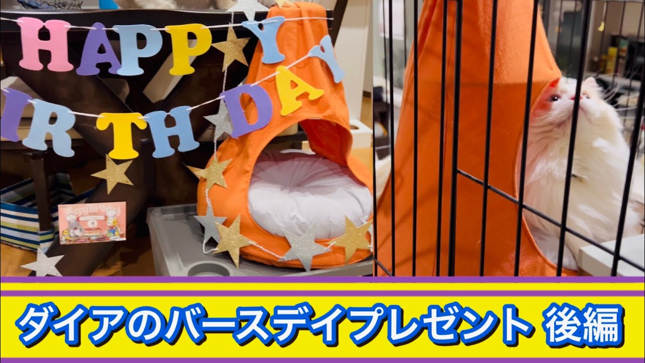 【ラグドール】ダイアのバースデープレゼント後編🎁🎊