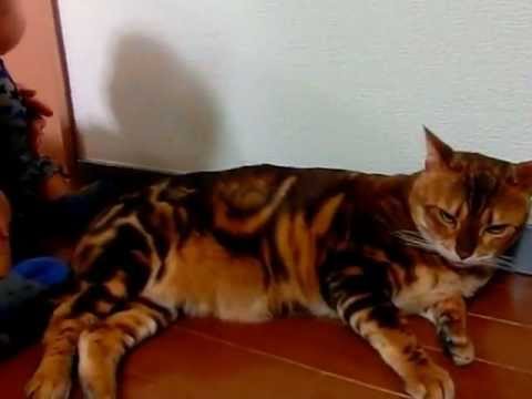 ベンガル猫マオちゃんと赤ちゃん