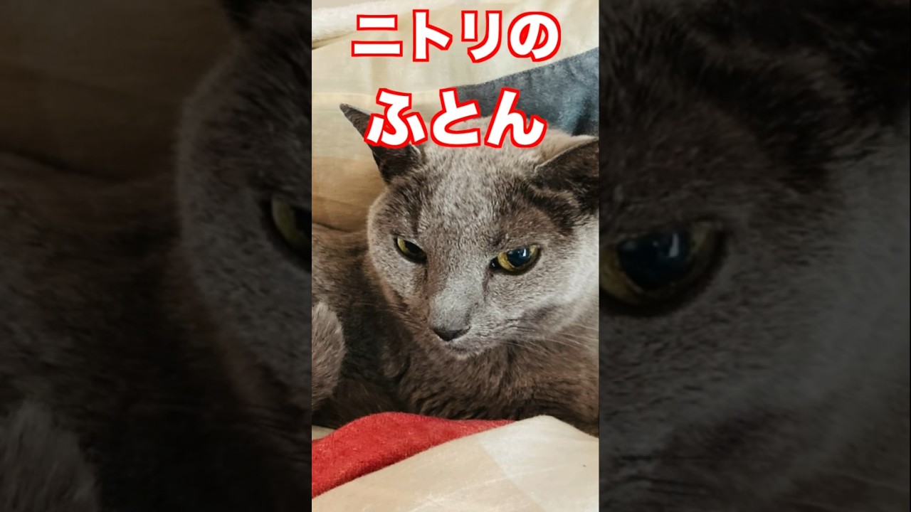 ふとんと枕。#猫#そらちゃん＃ロシアンブルー#いぶりん#アビシニアン#フォーン#布団#枕#futon#pillow#cat#russian blue#abyssinian#fawn