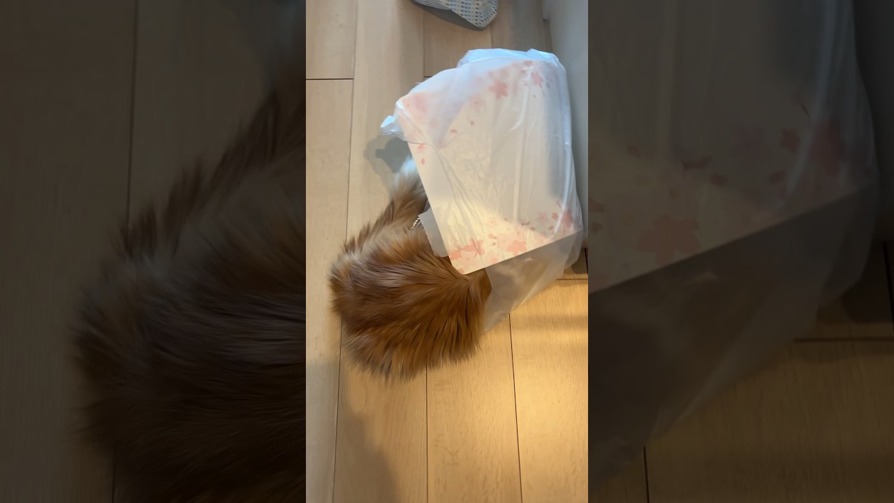 新しい玩具を買って帰ったら… #cat #ラガマフィン #ragamuffin #猫のいる暮らし
