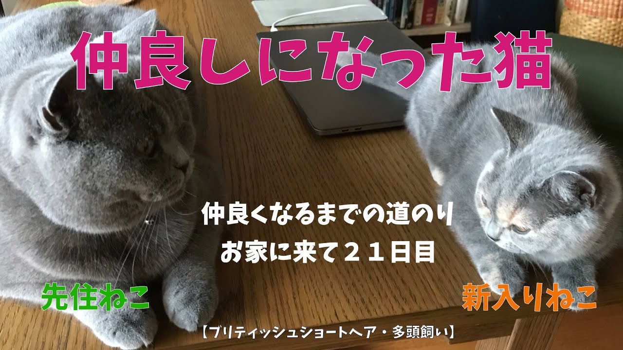 仲良しになった猫その時は突然やってきた！【ブリティッシュショートヘア・多頭飼い】先住ねこと新入りねこ仲良くなるまでの道のりお家に来て２１日目の様子 Became a friend